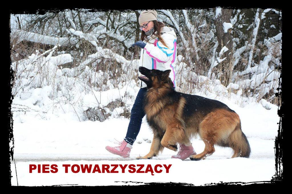 pies_towarzysz
