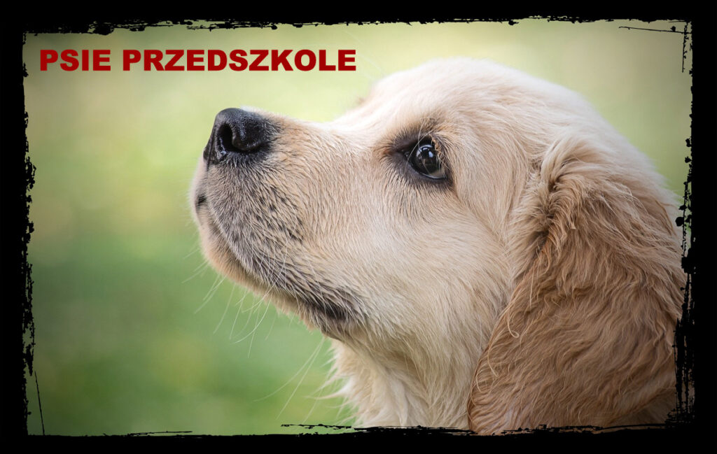 psie przedszkole